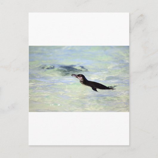 Carte Postale Cute Galapagos pingouin natation (Devant)
