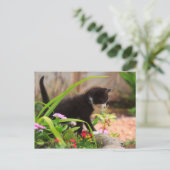 Carte Postale Cute Garden Kitten (Debout devant)