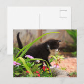 Carte Postale Cute Garden Kitten (Devant / Derrière)
