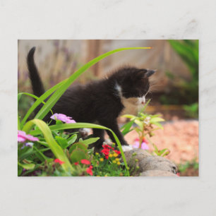 Carte Postale Cute Garden Kitten
