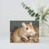 Carte Postale Cute Gerbil (Debout devant)