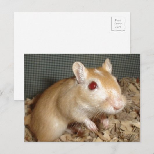 Carte Postale Cute Gerbil (Devant / Derrière)