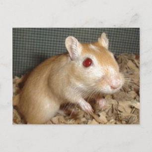 Carte Postale Cute Gerbil
