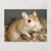 Carte Postale Cute Gerbil (Devant)