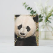 Carte Postale Cute Giant Panda Ours (Debout devant)