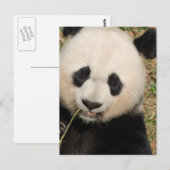 Carte Postale Cute Giant Panda Ours (Devant / Derrière)