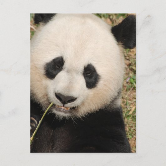 Carte Postale Cute Giant Panda Ours (Devant)