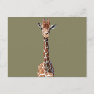 Carte Postale Cute giraffe face