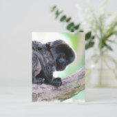 Carte Postale Cute Goeldi (Debout devant)