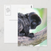 Carte Postale Cute Goeldi (Devant / Derrière)