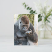 CARTE POSTALE CUTE GORILLA (Debout devant)