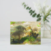Carte Postale Cute Gosling (Debout devant)