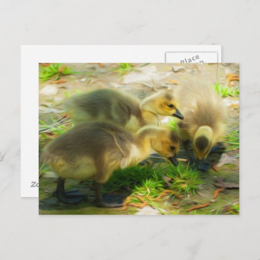 Carte Postale Cute Gosling (Devant / Derrière)