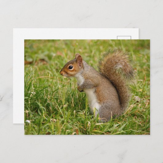 Carte Postale Cute Gray Squirrel Postcard (Devant / Derrière)