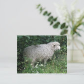 Carte postale Cute Greedy Sheep Eating (Debout devant)