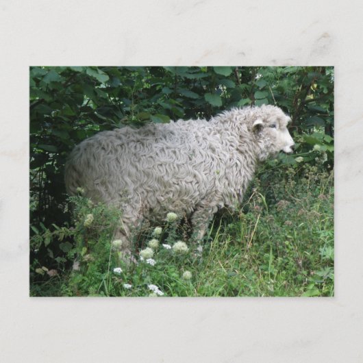 Carte postale Cute Greedy Sheep Eating (Devant)