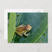 Carte Postale Cute grenouille (Devant / Derrière)