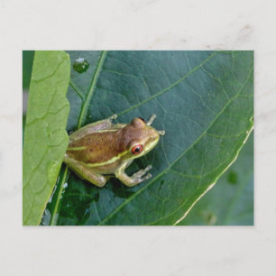 Carte Postale Cute grenouille