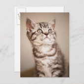 Carte Postale Cute Grey Anglais Cheveux Courte Kitten (Tabby Ble (Devant / Derrière)
