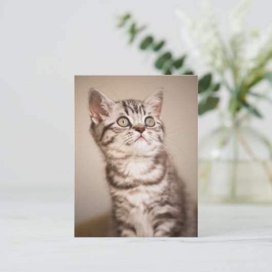 Carte Postale Cute Grey Anglais Cheveux Courte Kitten (Tabby Ble (Debout devant)