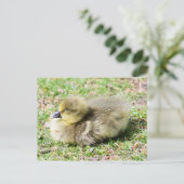 Carte Postale Cute Greylag Gosling (Debout devant)