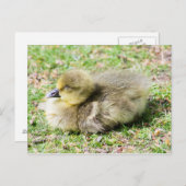 Carte Postale Cute Greylag Gosling (Devant / Derrière)