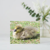 Carte Postale Cute Greylag Gosling (Debout devant)