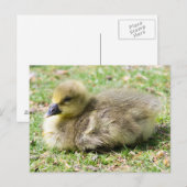 Carte Postale Cute Greylag Gosling (Devant / Derrière)