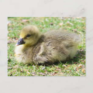 Carte Postale Cute Greylag Gosling