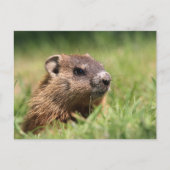 Carte Postale Cute Groundhog Peeking Green Grass Photo (Devant)