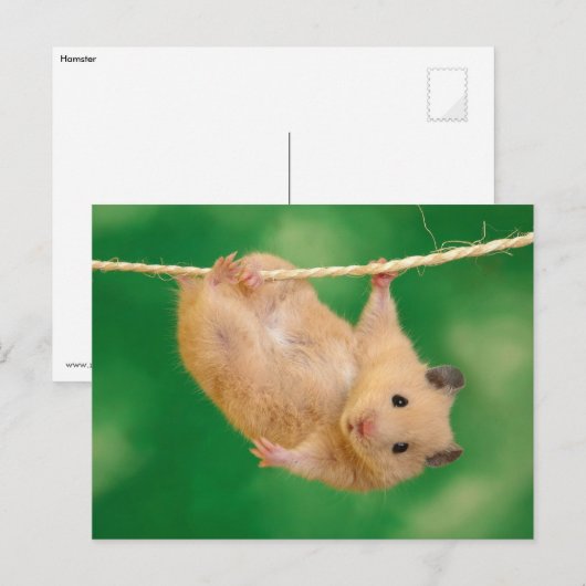 Carte Postale Cute Hamster (Devant / Derrière)