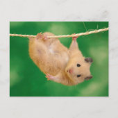 Carte Postale Cute Hamster (Devant)