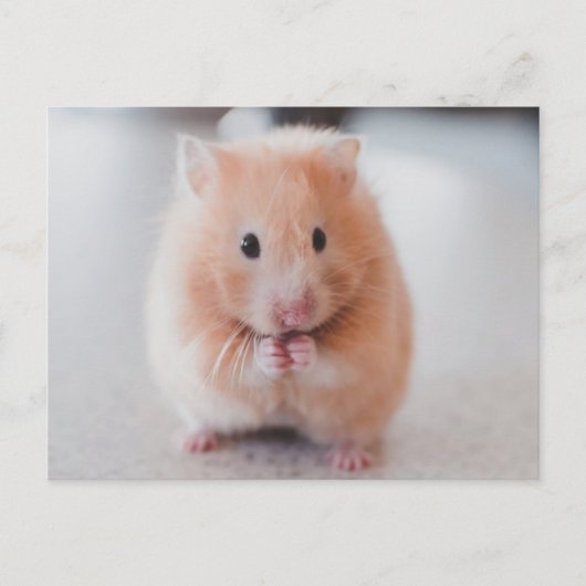 Carte Postale Cute Hamster Aimer Animaux (Devant)