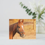 CARTE POSTALE CUTE HORSE (Debout devant)