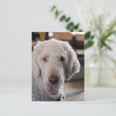 Carte Postale Cute j (Debout devant)