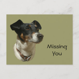 Carte Postale Cute Jack Russell Chien