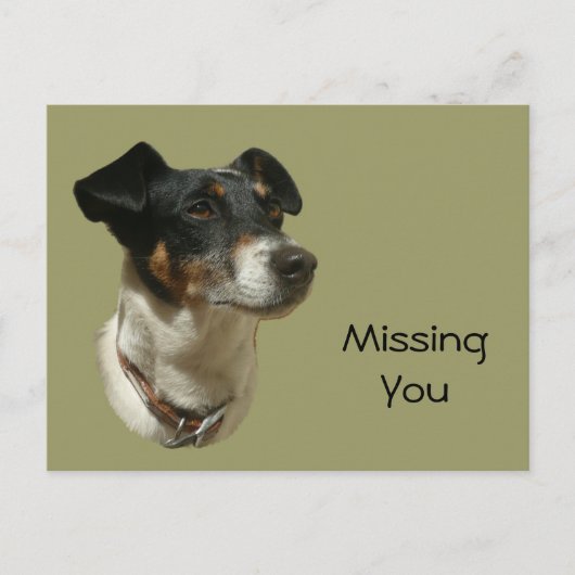 Carte Postale Cute Jack Russell Chien (Devant)