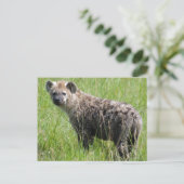 Carte Postale Cute Jeune Hyena avec Fourrure Humide en Grass Ver (Debout devant)