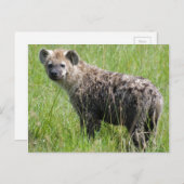 Carte Postale Cute Jeune Hyena avec Fourrure Humide en Grass Ver (Devant / Derrière)