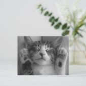 Carte Postale Cute Kitten (Debout devant)