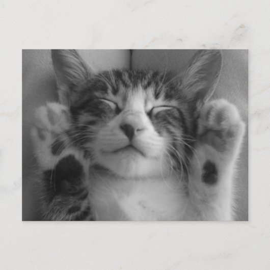 Carte Postale Cute Kitten (Devant)