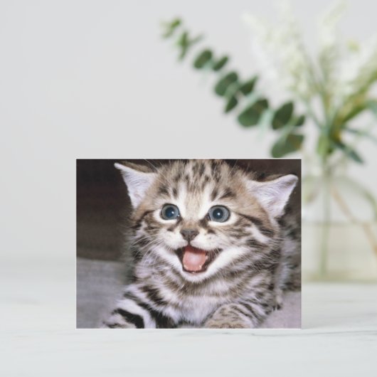 Carte Postale Cute Kitten (Debout devant)