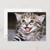 Carte Postale Cute Kitten (Devant / Derrière)
