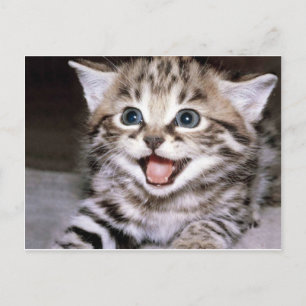 Carte Postale Cute Kitten