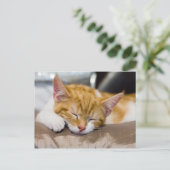 Carte Postale Cute Kitten (Debout devant)