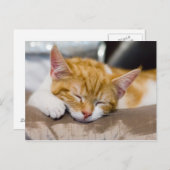 Carte Postale Cute Kitten (Devant / Derrière)