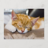 Carte Postale Cute Kitten (Devant)