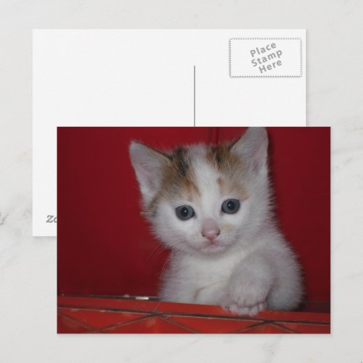 Carte Postale Cute Kitten (Devant / Derrière)