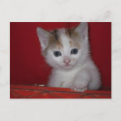 Carte Postale Cute Kitten (Devant)