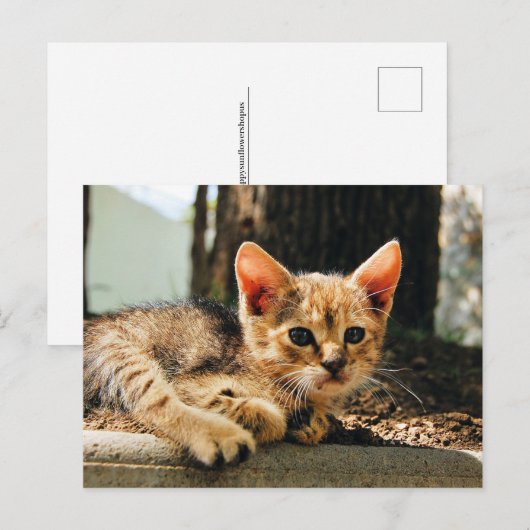 Carte postale Cute Kitten (Devant / Derrière)